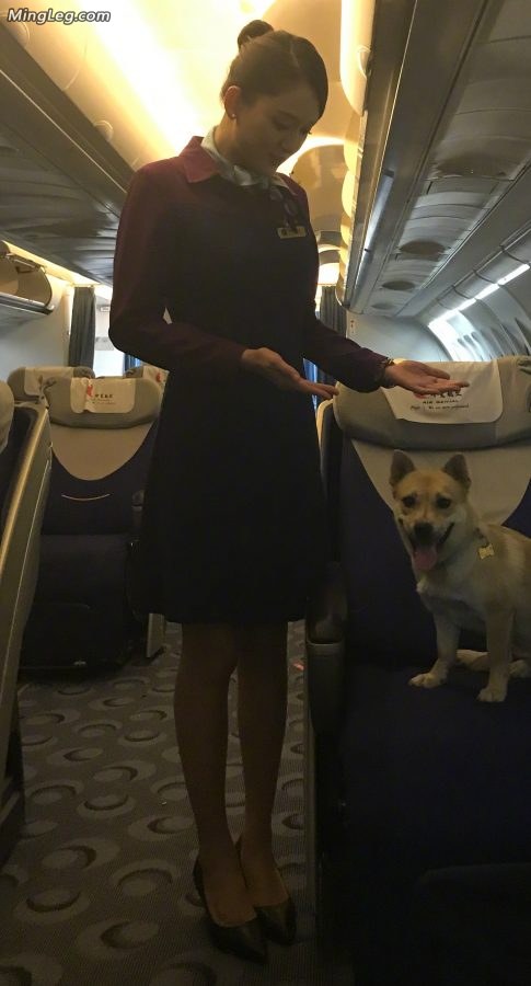 陈乔恩是哪个航空公司的乘务员穿着空姐制服在飞机客舱拍照片(3/4)